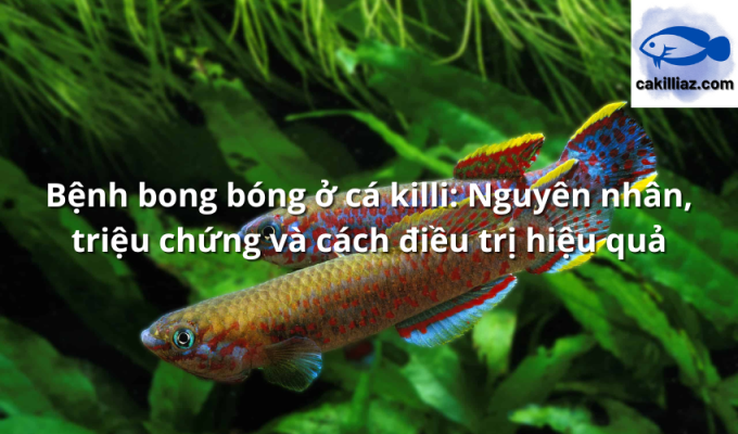 Bệnh bong bóng ở cá killi: Nguyên nhân, triệu chứng và cách điều trị hiệu quả