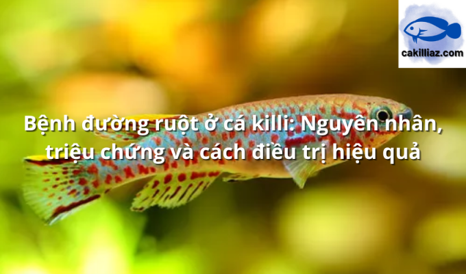 Bệnh đường ruột ở cá killi: Nguyên nhân, triệu chứng và cách điều trị hiệu quả