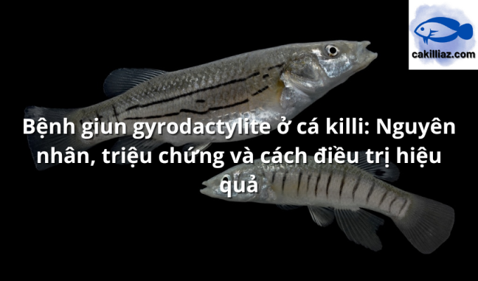 Bệnh giun gyrodactylite ở cá killi: Nguyên nhân, triệu chứng và cách điều trị hiệu quả