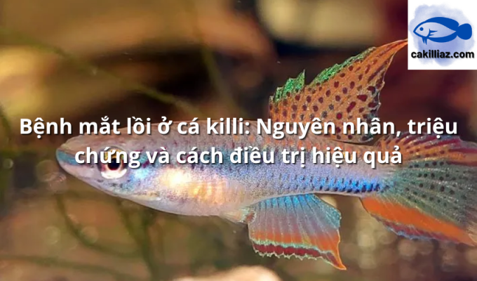 Bệnh mắt lồi ở cá killi: Nguyên nhân, triệu chứng và cách điều trị hiệu quả