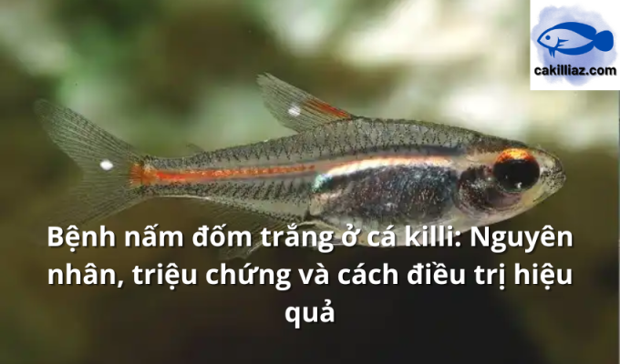 Bệnh nấm đốm trắng ở cá killi: Nguyên nhân, triệu chứng và cách điều trị hiệu quả