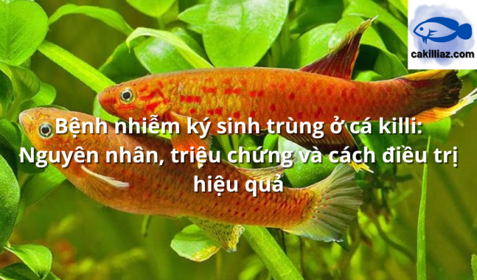 Bệnh nhiễm ký sinh trùng ở cá killi: Nguyên nhân, triệu chứng và cách điều trị hiệu quả