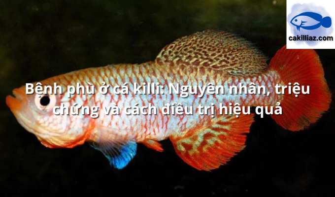 Bệnh phù ở cá killi: Nguyên nhân, triệu chứng và cách điều trị hiệu quả