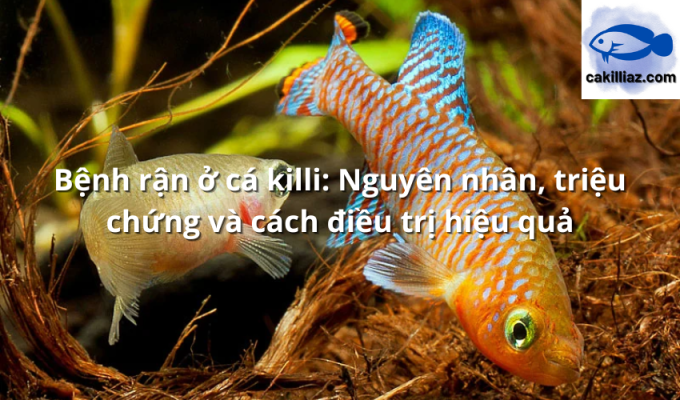 Bệnh rận ở cá killi: Nguyên nhân, triệu chứng và cách điều trị hiệu quả