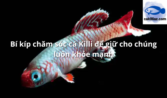 Bí kíp chăm sóc cá Killi để giữ cho chúng luôn khỏe mạnh