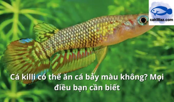 Cá killi có thể ăn cá bảy màu không? Mọi điều bạn cần biết