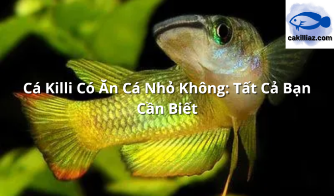 Cá Killi Có Ăn Cá Nhỏ Không: Tất Cả Bạn Cần Biết