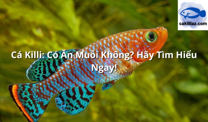 Cá Killi: Có Ăn Muỗi Không? Hãy Tìm Hiểu Ngay!