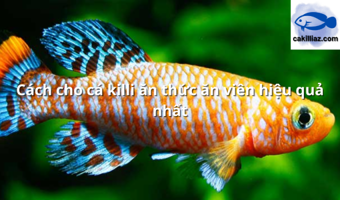 Cách cho cá killi ăn thức ăn viên hiệu quả nhất