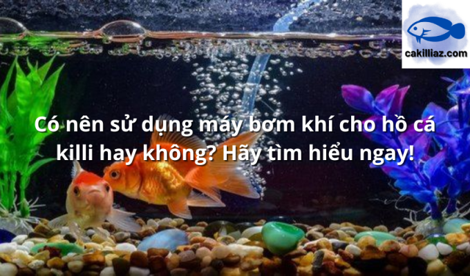 Có nên sử dụng máy bơm khí cho hồ cá killi hay không? Hãy tìm hiểu ngay!