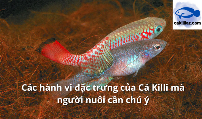 Các hành vi đặc trưng của Cá Killi mà người nuôi cần chú ý