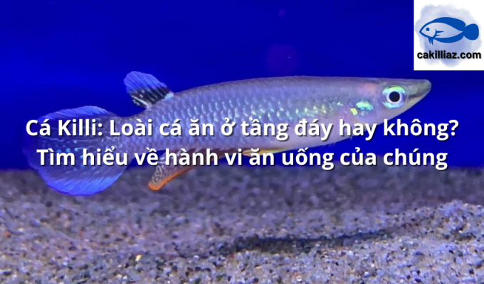 Cá Killi: Loài cá ăn ở tầng đáy hay không? Tìm hiểu về hành vi ăn uống của chúng