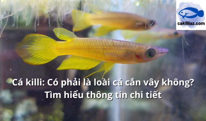 Cá killi: Có phải là loài cá cắn vây không? Tìm hiểu thông tin chi tiết