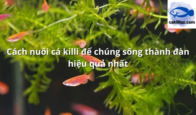 Cách nuôi cá killi để chúng sống thành đàn hiệu quả nhất