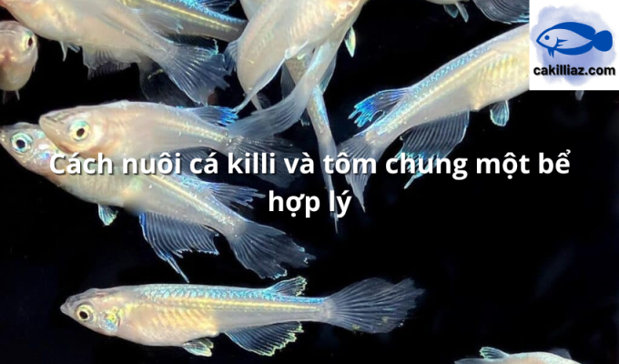 Cách nuôi cá killi và tôm chung một bể hợp lý