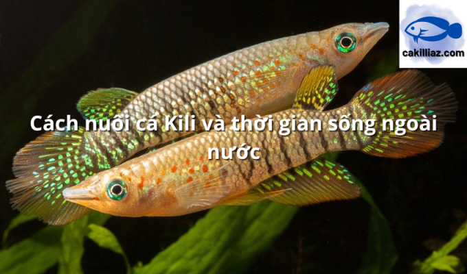 Cách nuôi cá Kili và thời gian sống ngoài nước