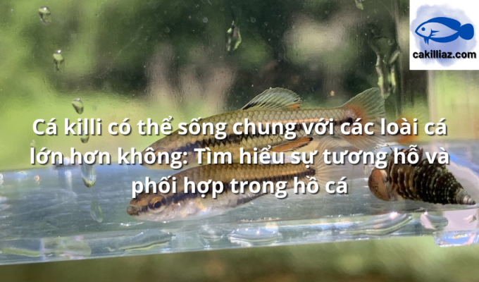 Cá killi có thể sống chung với các loài cá lớn hơn không: Tìm hiểu sự tương hỗ và phối hợp trong hồ cá