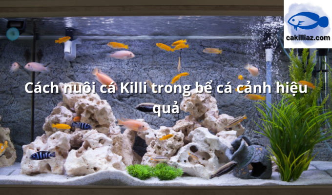 Cách nuôi cá Killi trong bể cá cảnh hiệu quả