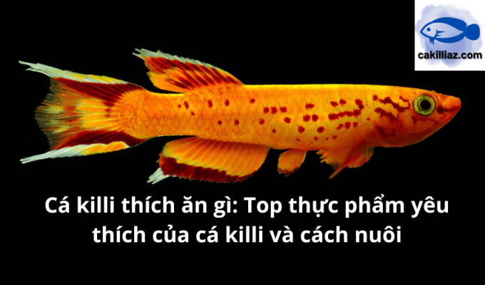 Cá killi thích ăn gì: Top thực phẩm yêu thích của cá killi và cách nuôi