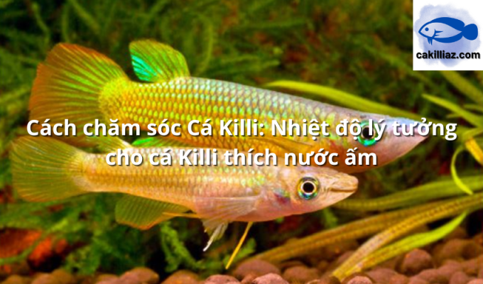 Cách chăm sóc Cá Killi: Nhiệt độ lý tưởng cho cá Killi thích nước ấm