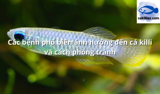 Các bệnh phổ biến ảnh hưởng đến cá killi và cách phòng tránh