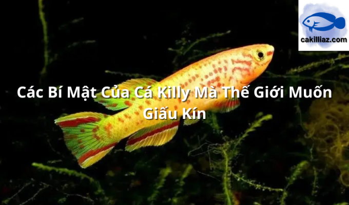 Các Bí Mật Của Cá Killy Mà Thế Giới Muốn Giấu Kín