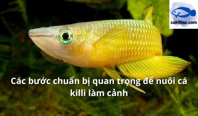 Các bước chuẩn bị quan trọng để nuôi cá killi làm cảnh