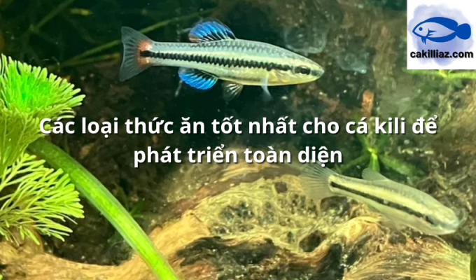 Các loại thức ăn tốt nhất cho cá kili để phát triển toàn diện