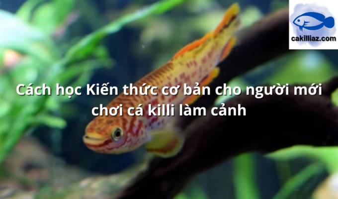 Cách học Kiến thức cơ bản cho người mới chơi cá killi làm cảnh