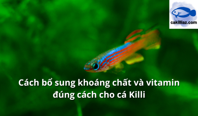 Cách bổ sung khoáng chất và vitamin đúng cách cho cá Killi