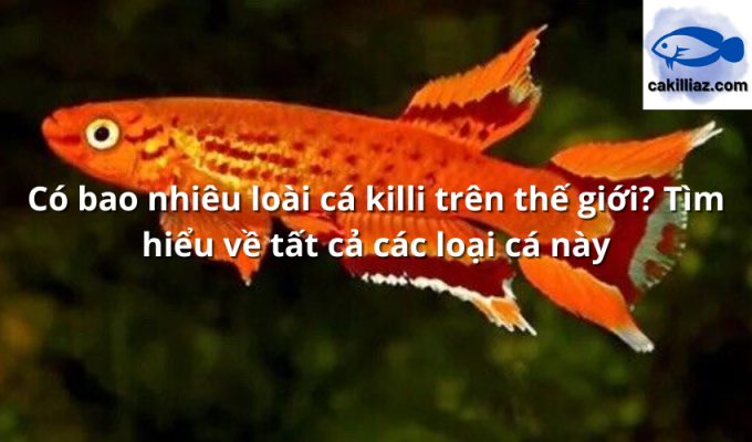 Có bao nhiêu loài cá killi trên thế giới? Tìm hiểu về tất cả các loại cá này