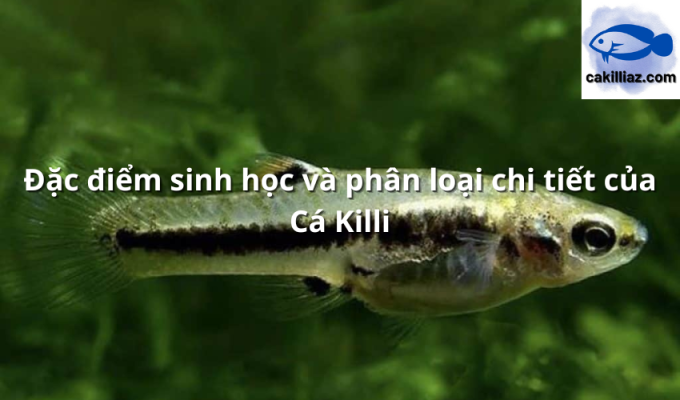 Đặc điểm sinh học và phân loại chi tiết của Cá Killi