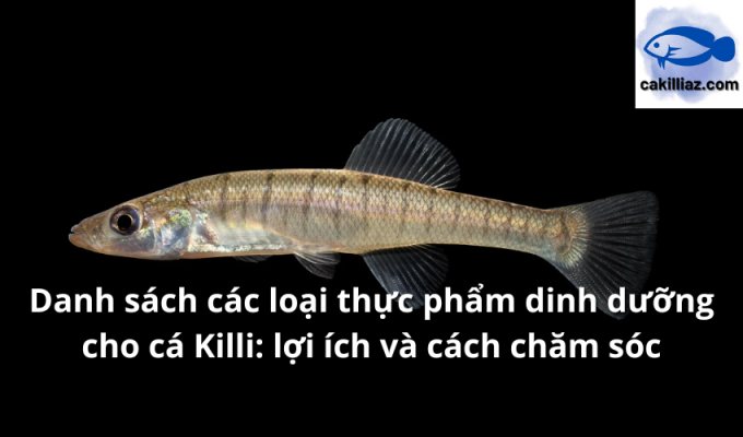 Danh sách các loại thực phẩm dinh dưỡng cho cá Killi: lợi ích và cách chăm sóc