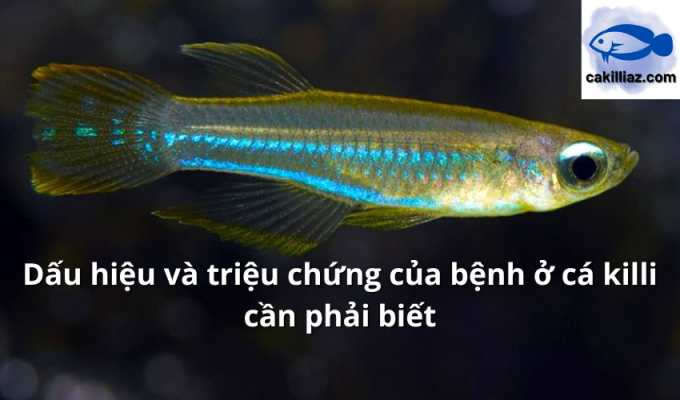 Dấu hiệu và triệu chứng của bệnh ở cá killi cần phải biết