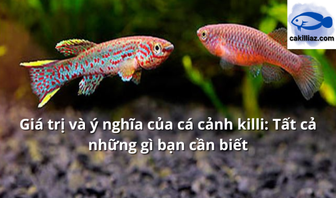 Giá trị và ý nghĩa của cá cảnh killi: Tất cả những gì bạn cần biết