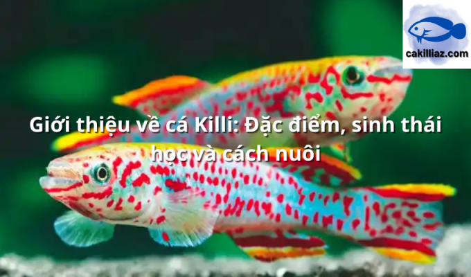 Giới thiệu về cá Killi: Đặc điểm, sinh thái học và cách nuôi