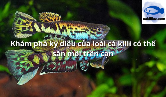 Khám phá kỳ diệu của loài cá killi có thể săn mồi trên cạn