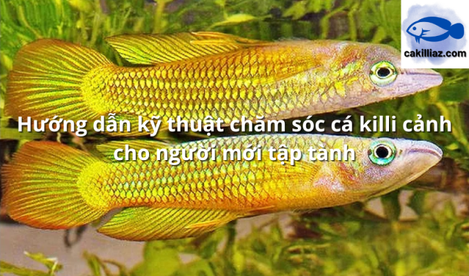 Hướng dẫn kỹ thuật chăm sóc cá killi cảnh cho người mới tập tành