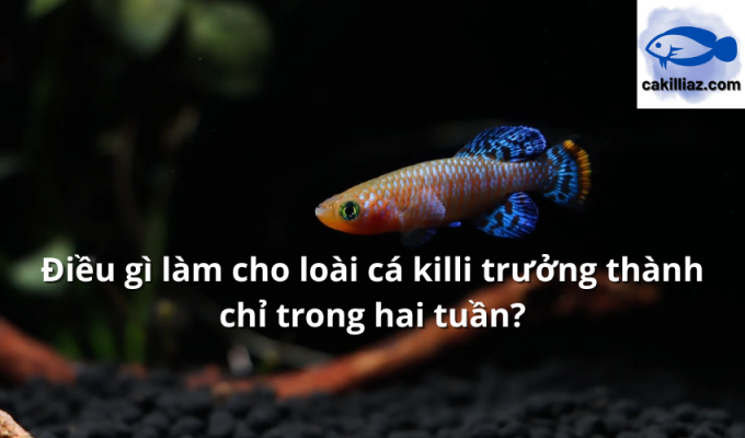 Điều gì làm cho loài cá killi trưởng thành chỉ trong hai tuần?