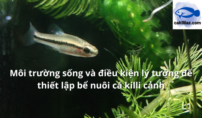 Môi trường sống và điều kiện lý tưởng để thiết lập bể nuôi cá killi cảnh