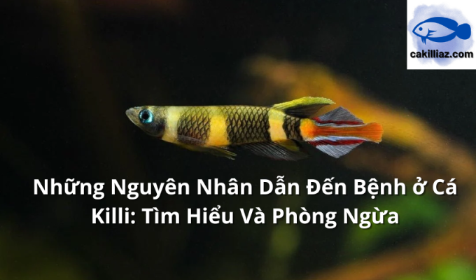 Những Nguyên Nhân Dẫn Đến Bệnh ở Cá Killi: Tìm Hiểu Và Phòng Ngừa