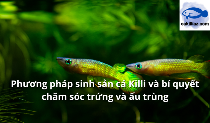 Phương pháp sinh sản cá Killi và bí quyết chăm sóc trứng và ấu trùng