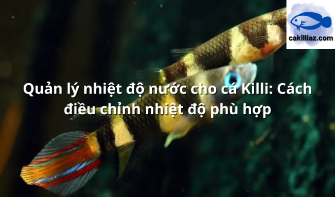 Quản lý nhiệt độ nước cho cá Killi: Cách điều chỉnh nhiệt độ phù hợp