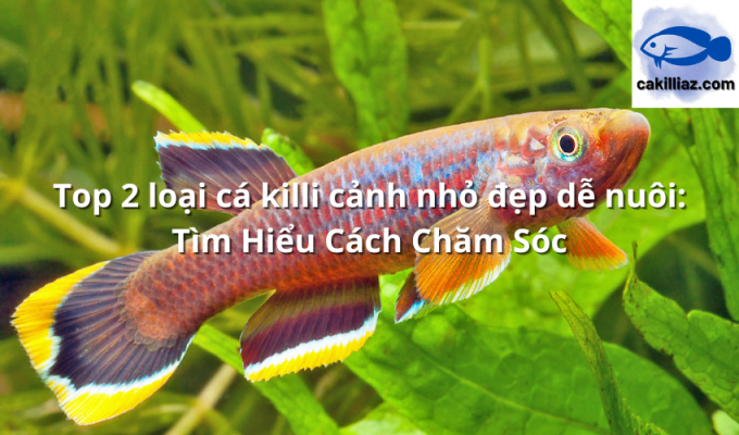 Top 2 loại cá killi cảnh nhỏ đẹp dễ nuôi: Tìm Hiểu Cách Chăm Sóc