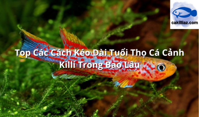 Top Các Cách Kéo Dài Tuổi Thọ Cá Cảnh Killi Trong Bao Lâu